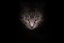 evilcat