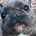 doggo