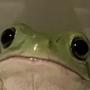 Judgey_Frog