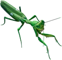 africanmantis