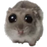 hamsterpwease