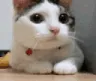 catnocat