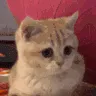 ccatwater