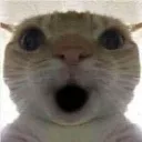 wowcat wowcat