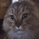 yapping animated Discord emote from Anime Sekai