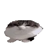 bouncingscreeblet