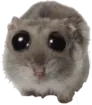 VerySadHamster