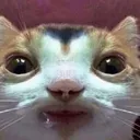 droolcat