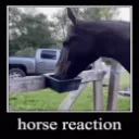 horsereaction