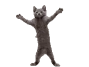 catdance catdance