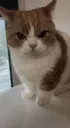 cuteangrycat