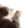 9152catwhat