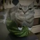 gatosandia
