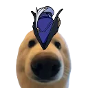 dogstare