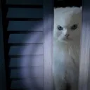 angryfnaf4cat