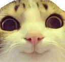 kittyExcited