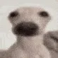 StareDogLookingAtYou
