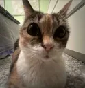 woahdude