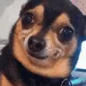 dogoh