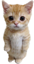 d_catstand Discord emoji