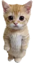 f_catstand f_catstand