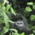 apeMODE