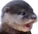 otter_pog otter_pog