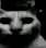 Cat_Dark