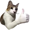 thumbcat