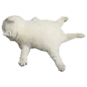 splatcat