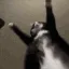 Jigglin Jigglin