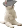 cap_cat