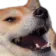 kekdoge