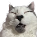 flokieepyasf