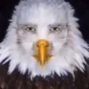 Eagle3