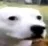 huh_dog
