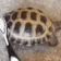 7252turtlescrub