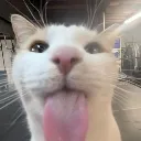 016IRLCat_Silly2