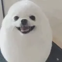 EggDog