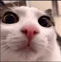 sigmacat
