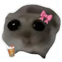 Hamster