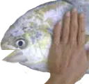 fishpat
