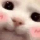 Cat_blush