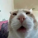 guh
