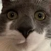 miststare