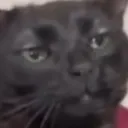 catuhhuh