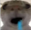 meow12