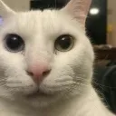 CannyCat