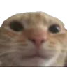 guh