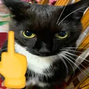 7692catmiddlefingerstickersgg